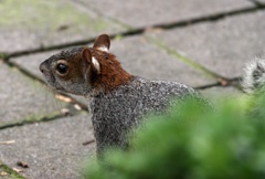 IMG_5294a